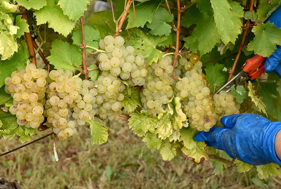„Zlatna Dora“ Zlatka Ivanovića iz Mitrovca prepoznata na vinskom tržištu