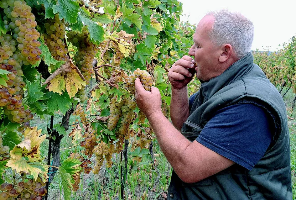 „Zlatna Dora“ Zlatka Ivanovića iz Mitrovca prepoznata na vinskom tržištu