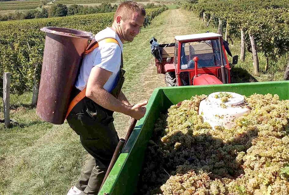 „Zlatna Dora“ Zlatka Ivanovića iz Mitrovca prepoznata na vinskom tržištu