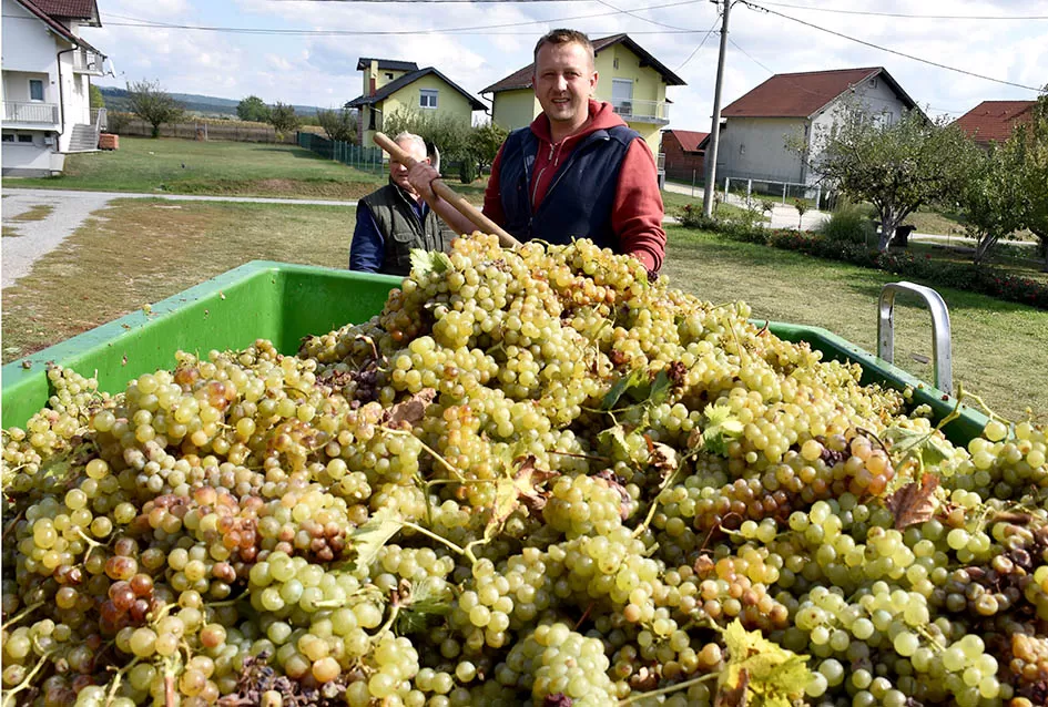 „Zlatna Dora“ Zlatka Ivanovića iz Mitrovca prepoznata na vinskom tržištu