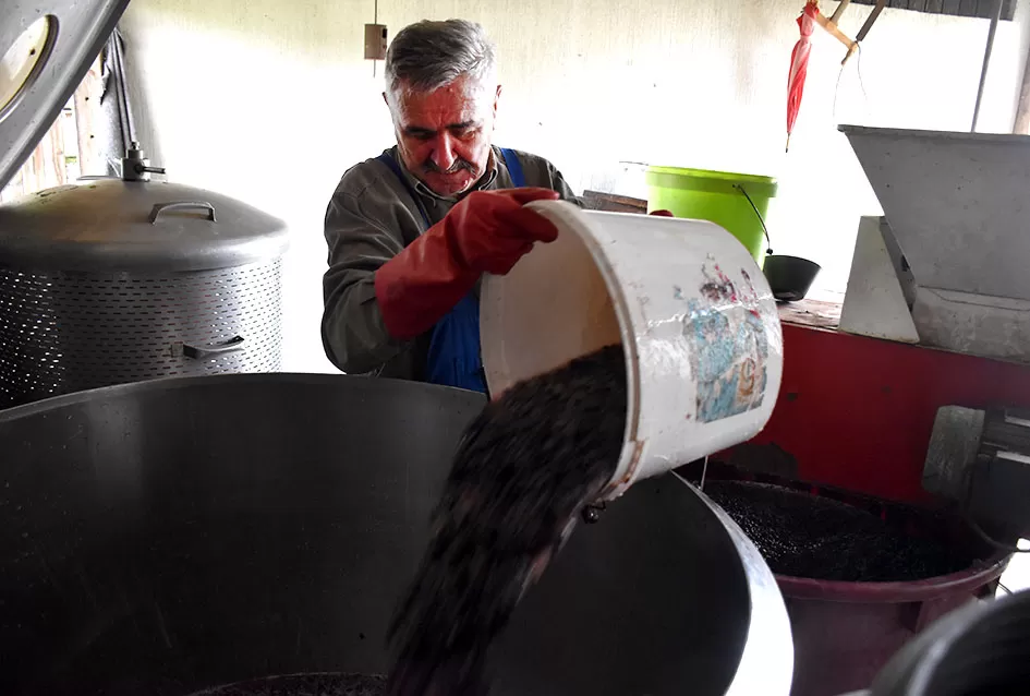 Uz graševinu u vinogradu Bože Bokšića je i petnaestak sorti stolnog grožđa