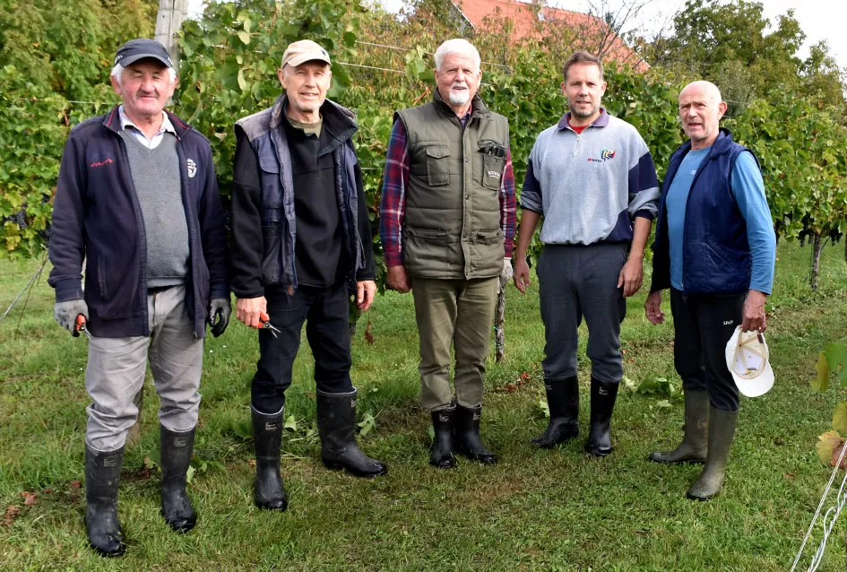 Uz graševinu u vinogradu Bože Bokšića je i petnaestak sorti stolnog grožđa