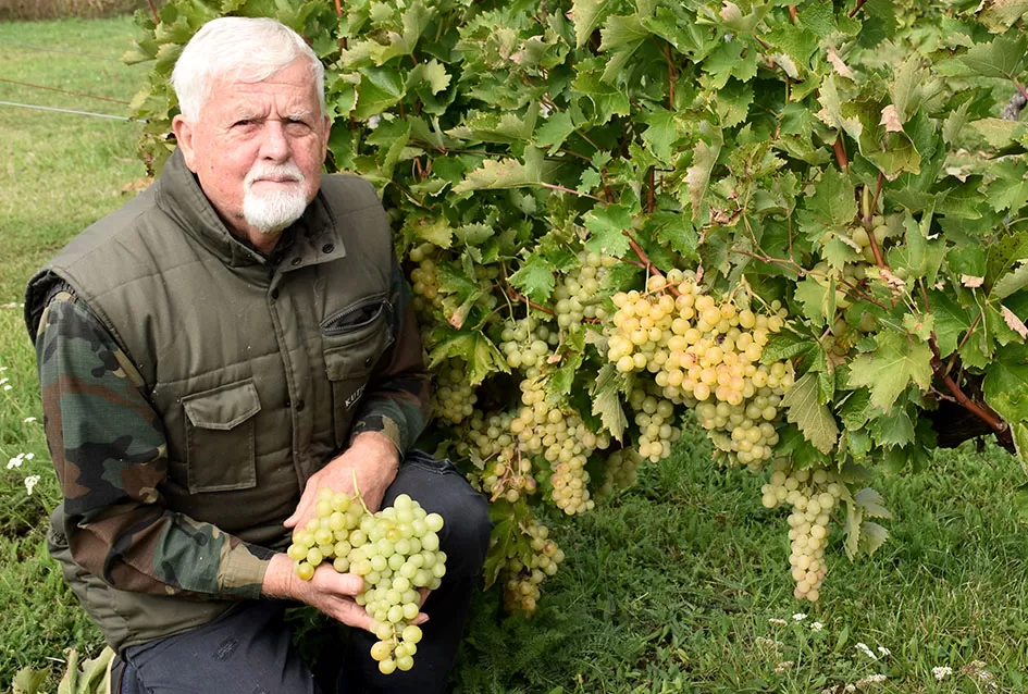 Uz graševinu u vinogradu Bože Bokšića je i petnaestak sorti stolnog grožđa