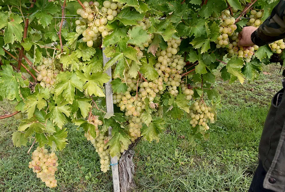 Uz graševinu u vinogradu Bože Bokšića je i petnaestak sorti stolnog grožđa