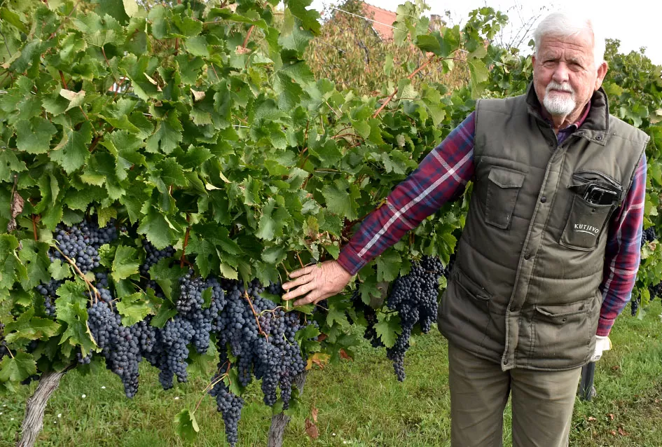 Uz graševinu u vinogradu Bože Bokšića je i petnaestak sorti stolnog grožđa