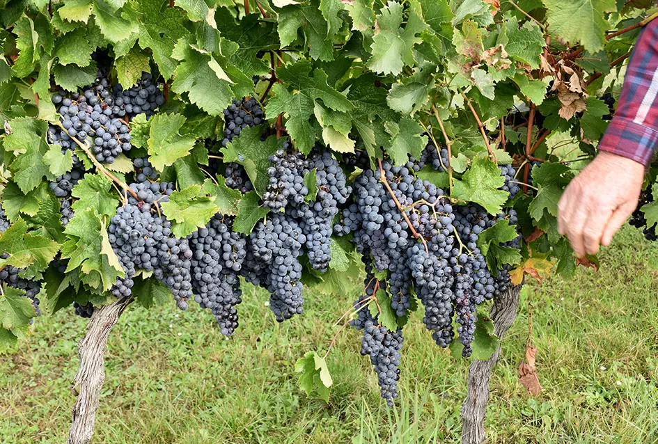 Uz graševinu u vinogradu Bože Bokšića je i petnaestak sorti stolnog grožđa