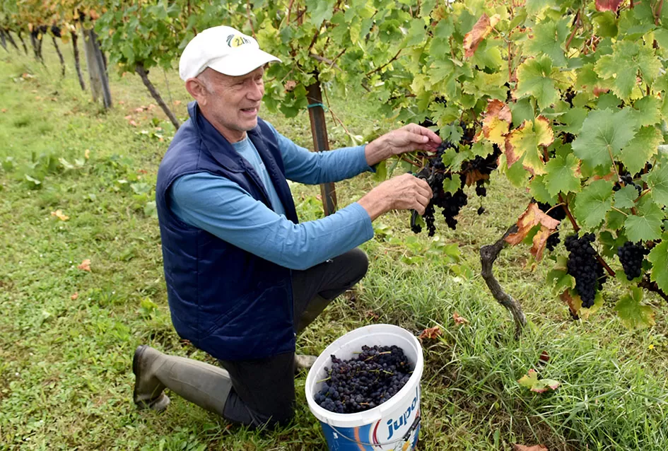 Uz graševinu u vinogradu Bože Bokšića je i petnaestak sorti stolnog grožđa