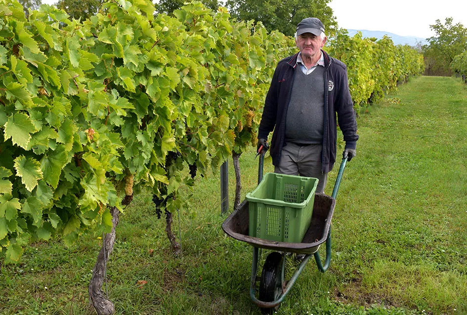 Uz graševinu u vinogradu Bože Bokšića je i petnaestak sorti stolnog grožđa
