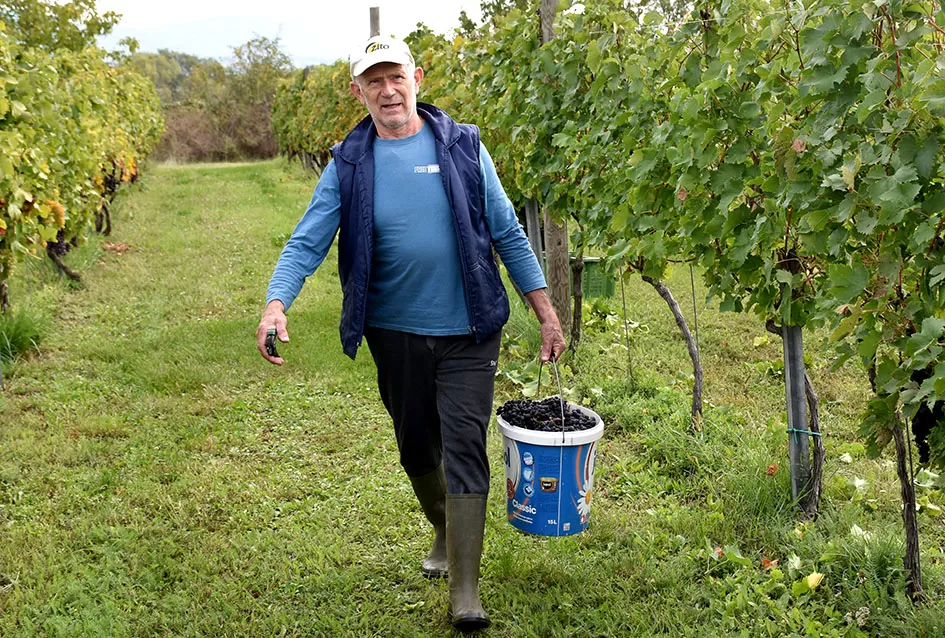 Uz graševinu u vinogradu Bože Bokšića je i petnaestak sorti stolnog grožđa