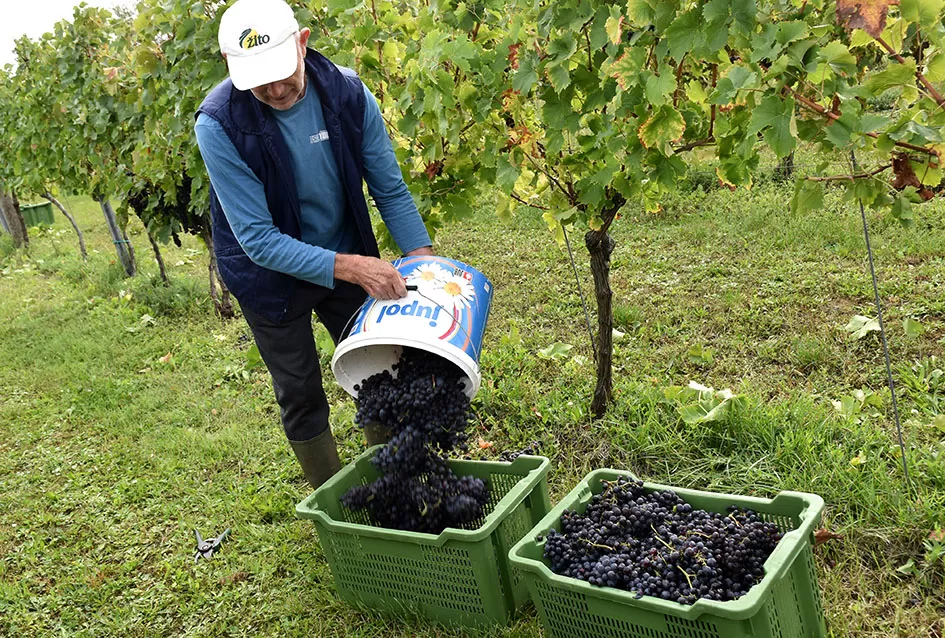 Uz graševinu u vinogradu Bože Bokšića je i petnaestak sorti stolnog grožđa