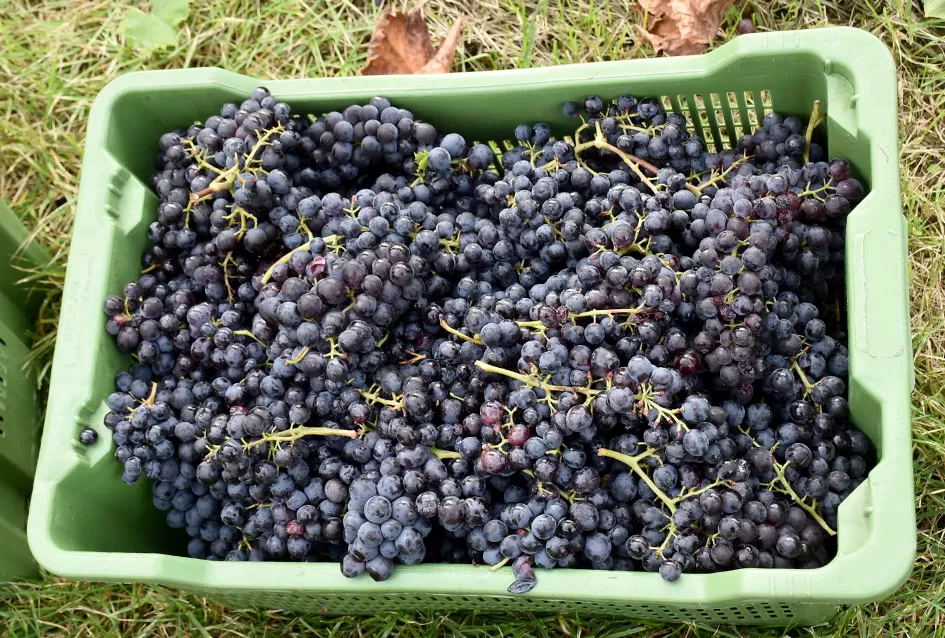 Uz graševinu u vinogradu Bože Bokšića je i petnaestak sorti stolnog grožđa