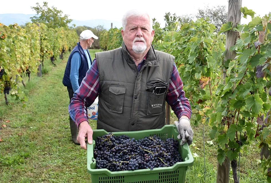 Uz graševinu u vinogradu Bože Bokšića je i petnaestak sorti stolnog grožđa