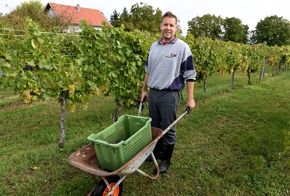 Uz graševinu u vinogradu Bože Bokšića je i petnaestak sorti stolnog grožđa