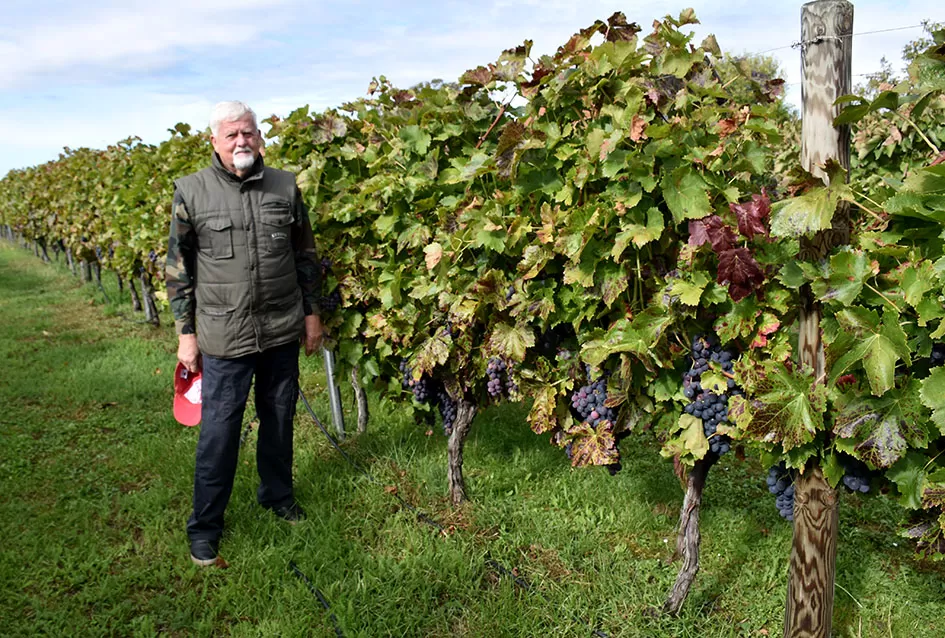Uz graševinu u vinogradu Bože Bokšića je i petnaestak sorti stolnog grožđa