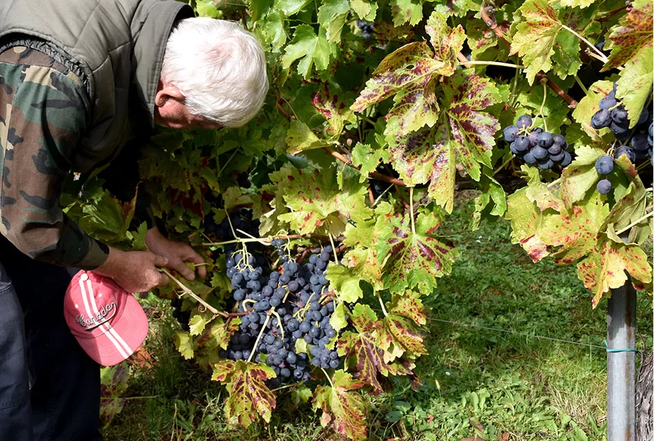 Uz graševinu u vinogradu Bože Bokšića je i petnaestak sorti stolnog grožđa