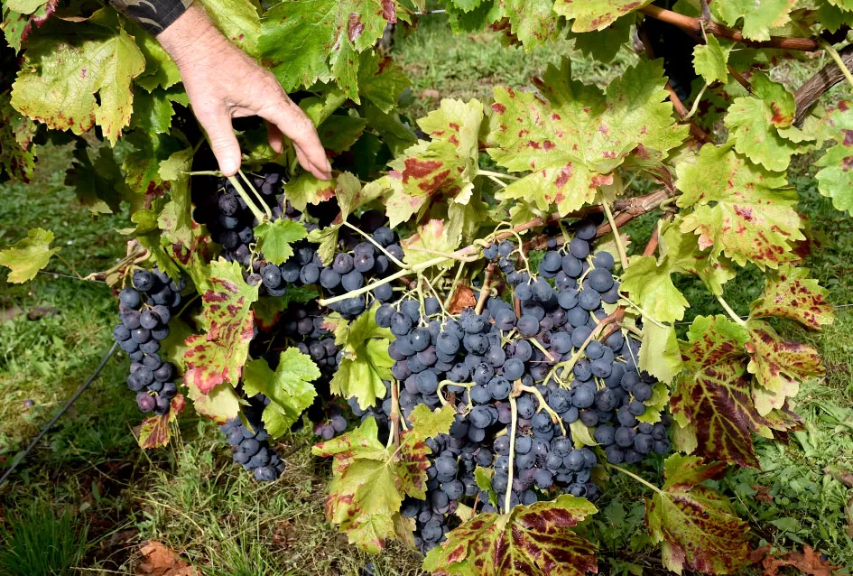 Uz graševinu u vinogradu Bože Bokšića je i petnaestak sorti stolnog grožđa