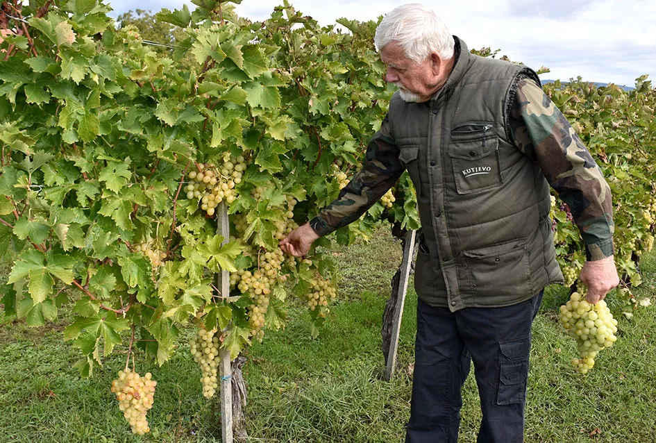 Uz graševinu u vinogradu Bože Bokšića je i petnaestak sorti stolnog grožđa