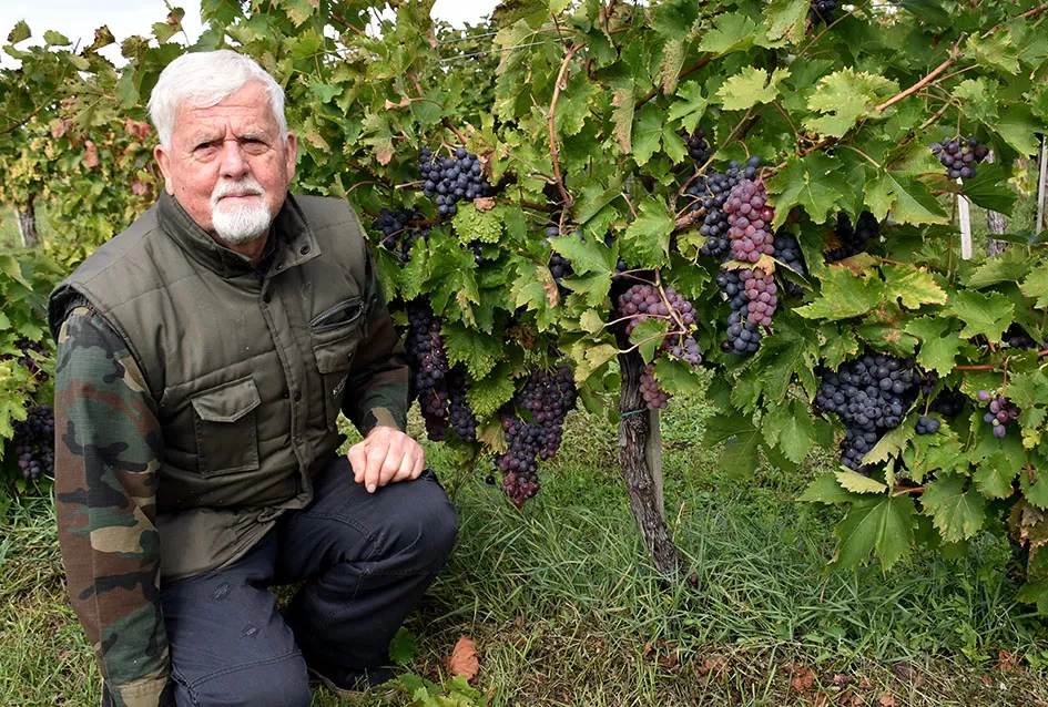 Uz graševinu u vinogradu Bože Bokšića je i petnaestak sorti stolnog grožđa