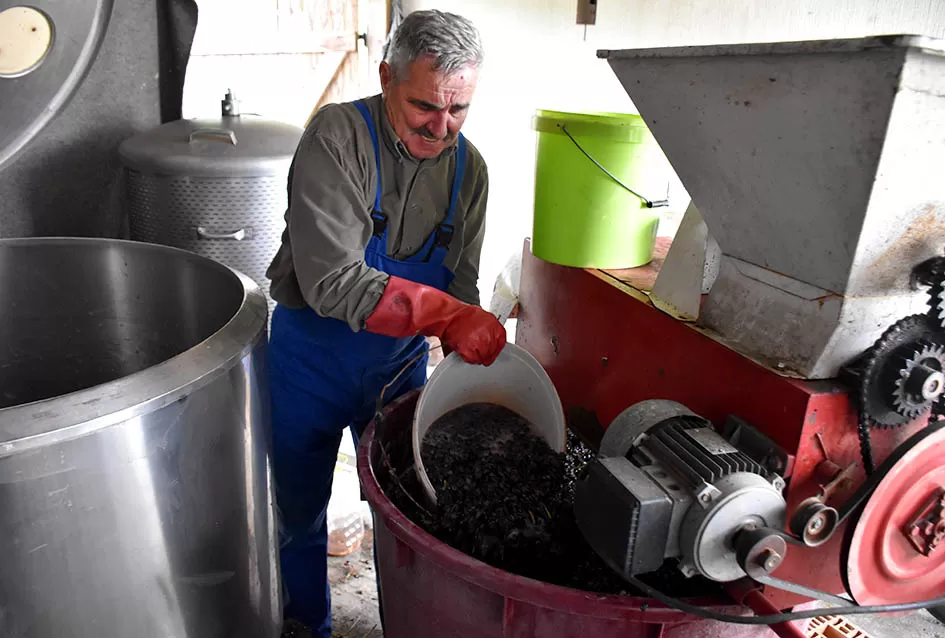 Uz graševinu u vinogradu Bože Bokšića je i petnaestak sorti stolnog grožđa
