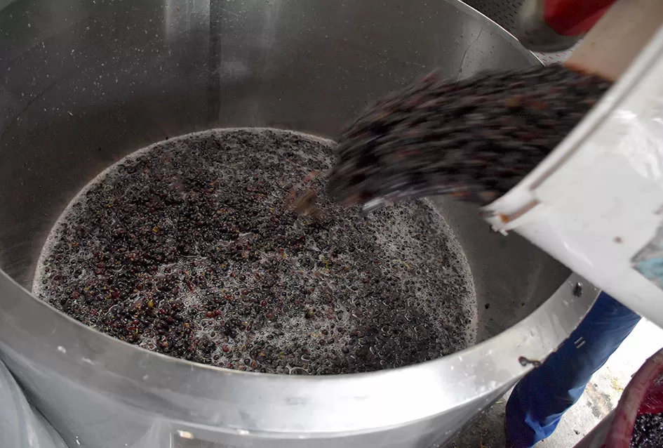 Uz graševinu u vinogradu Bože Bokšića je i petnaestak sorti stolnog grožđa