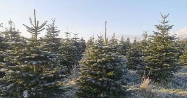 SB Online | DOZNAJMO: Evo gdje će s u Sl. Brodu prodavati božićna drvca
