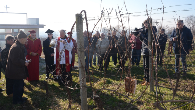 SB Online | Blagoslov franjevačkog vinograda u Slavonskom Brodu