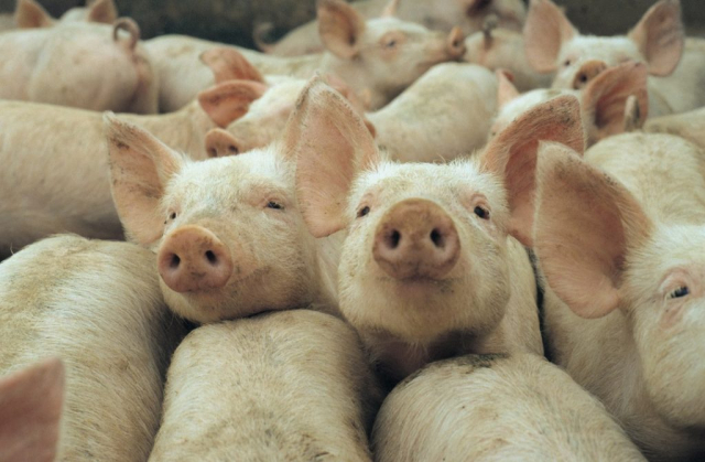 SB Online | Poljoprivrednici će zbog svinjske kuge dobiti 2.5 milijuna eura