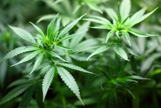 Požega.eu | Kod 25-godišnjaka pronađena cannabis marihuana 