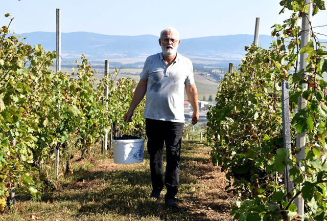 Požega.eu | POČELE BERBE GROŽĐA NA VELIKOM KAMENU: Crne sorte prethode berbi graševine /FOTO/