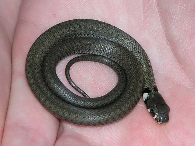 SB Online | U učionici pronašli zmiju