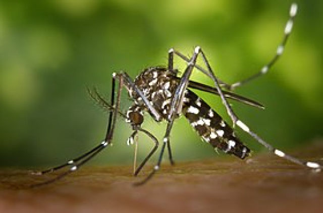 SB Online | Slavonca ubo komarac: Ni nakon dvije godine još se nije u potpunosti oporavio