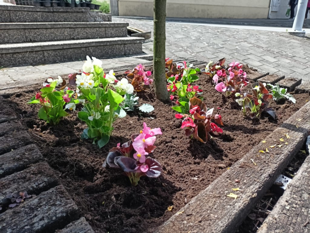 Požega.eu | [FOTO] Započela sadnja cvijeća na gradskim zelenim površinama