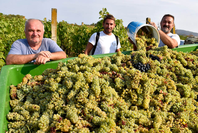 Požega.eu | BERBU OBAVIO VINKO JAGIČIĆ IZ BIŠKUPACA: Visoki sladori obećavaju vrhunsko vino