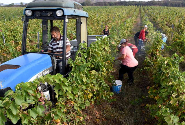 Požega.eu | ZAVRŠAVA BERBA U VINOGRADIMA IVE ENJINGIJA IZ HRNJEVCA: Berba nikad ranija i kraća