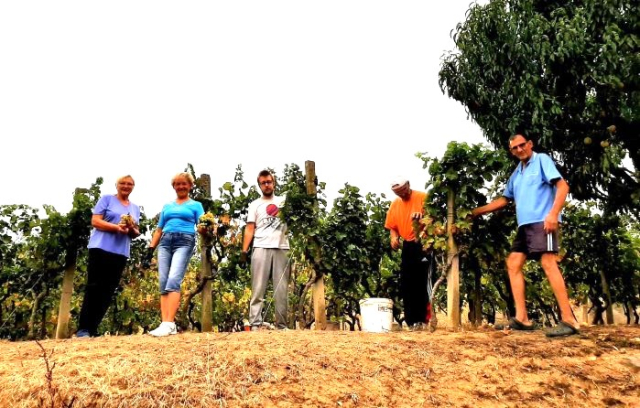 Požega.eu | Pleternički planinari u berbi grožđa na Požeškoj gori u vinogradu Mladena Ravlića