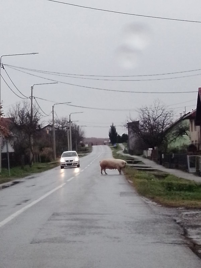 Požega.eu | Vrijeme je kolinja: U Kutjevu krmača mesarima pomrsila račune!?