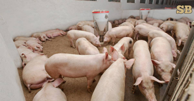 SB Online | Državni tajnik: Onaj tko nema kategoriju 3, mora zaklati svinje do 30. studenog