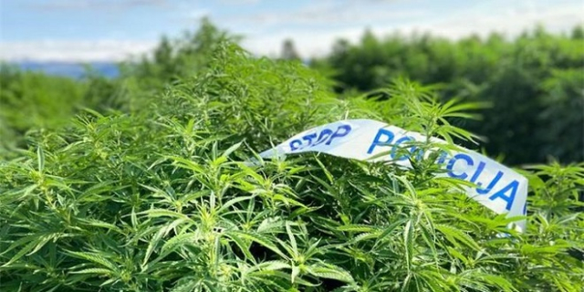 SB Online | Sadio stabljike marihuane na zarasloj poljoprivrednoj površini