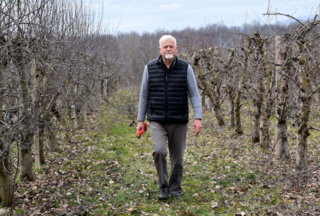 Požega.eu | AGRONOM BOŽO BOKŠIĆ IZ VELIKE: Voćar, vinogradar i pedagog