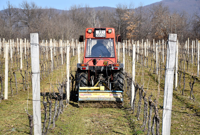 Požega.eu | Završena rezidba u vinogradima obitelji Bodograjac iz Kutjeva