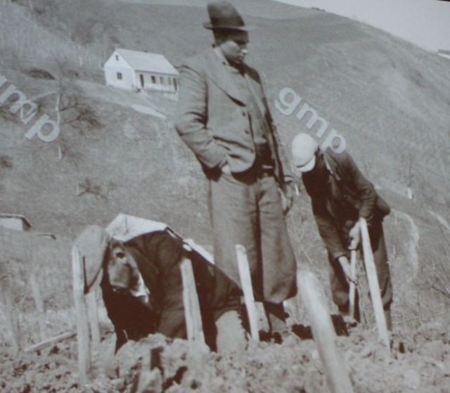 Požega.eu | Stare amaterske fotografije o berbi, vinogradima i svemu ostalom [FOTO]