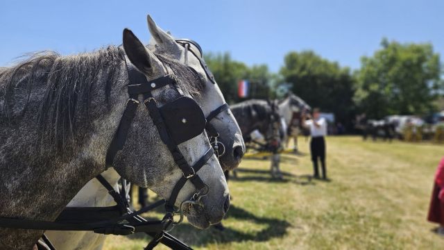 Konji vrani - povorka svatovskih zaprega i jahača u Velikoj Kopanici