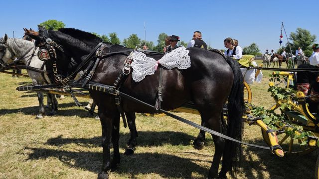 Konji vrani - povorka svatovskih zaprega i jahača u Velikoj Kopanici