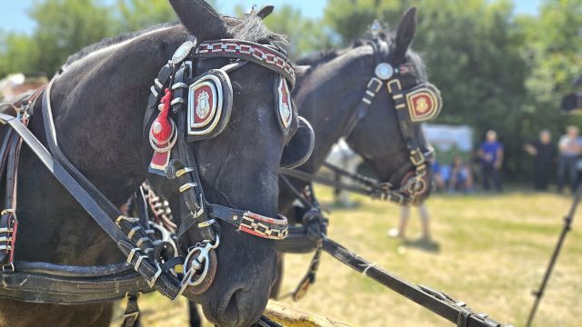Konji vrani - povorka svatovskih zaprega i jahača u Velikoj Kopanici