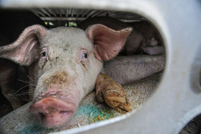 SB Online | PRIJATELJI ŽIVOTINJA: ’Ministrice, zaustavite zlostavljanje radi suzbijanja svinjske kuge’