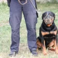 Kako je policijski pas otkrio drogu na granici?