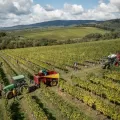 Počela je berba 2025. u vinogradima Kutjevo d.d.