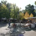 Uvod u vikend mirisa i okusa kontinenta koji će završiti nacionalnim izborom najuzornije seoske žene