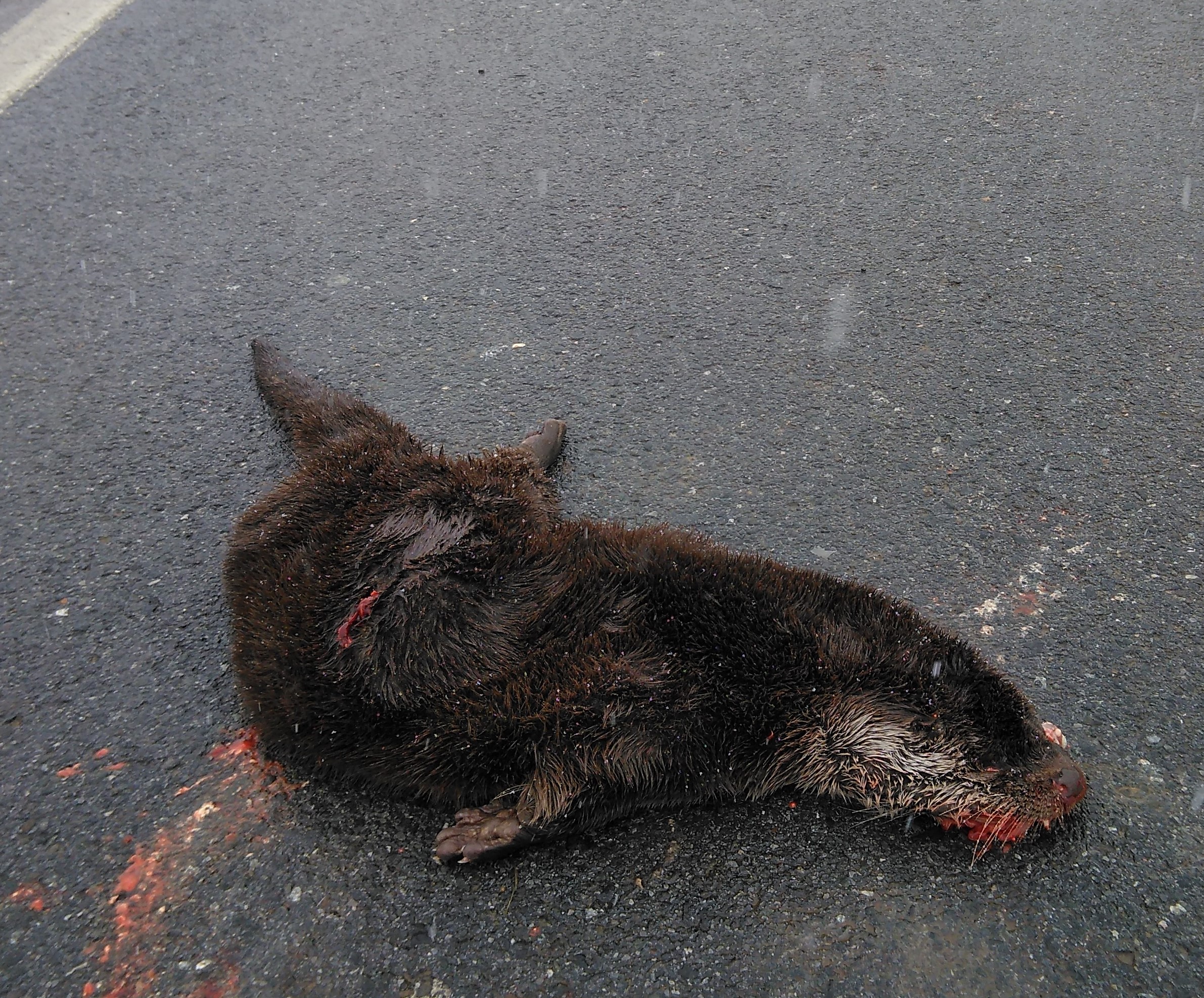 Požega.eu | Uznemirujuće fotografije: U Jakšiću pregažena vidra