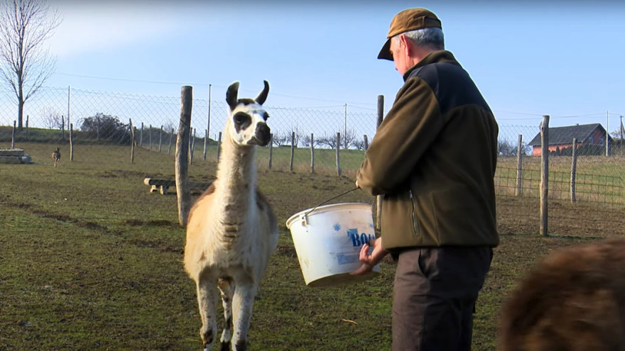 Požega.eu | Jedinstven uzgoj u požeškom kraju: Ljama - domaća životinja od koje se vuna sve više traži //VIDEO/